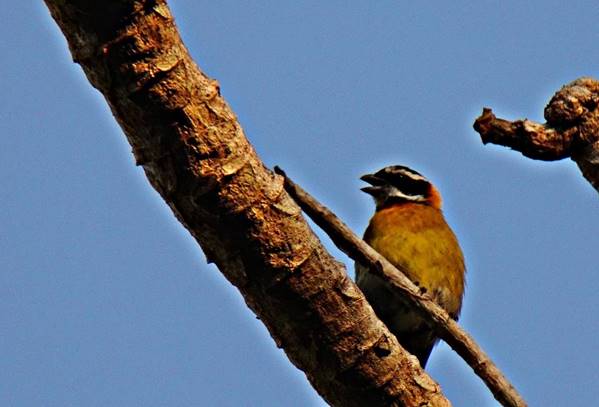 Description: Description: Description: C:\Users\sadhu\Pictures\A-BIRDS_GG\ReinaMora-GG13.jpg