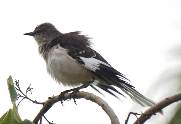 Description: Description: Description: C:\Users\sadhu\Pictures\A-BIRDS_GG\Ruisenor-GG9.jpg