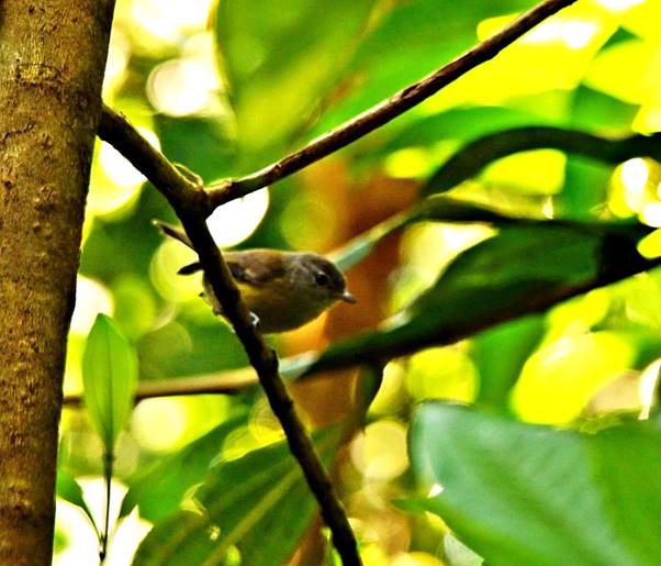Description: Description: Description: C:\Users\sadhu\Pictures\A-BIRDS_GG\Bienteveo-GG7.jpg