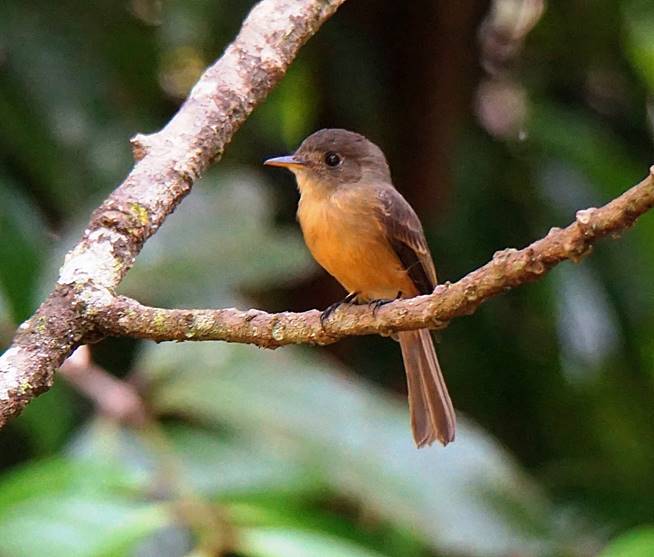 Description: Description: Description: C:\Users\sadhu\Pictures\A-BIRDS_GG\Bobito-GG25A.jpg
