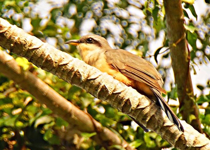 Description: Description: Description: C:\Users\sadhu\Pictures\A-BIRDS_GG\PBMenor-GG10.jpg