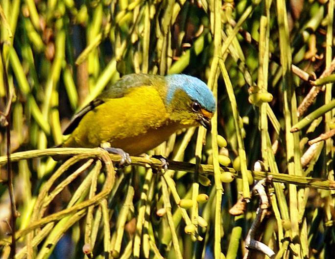 Description: Description: Description: C:\Users\sadhu\Pictures\A-BIRDS_GG\Jilguero-GG17x.jpg