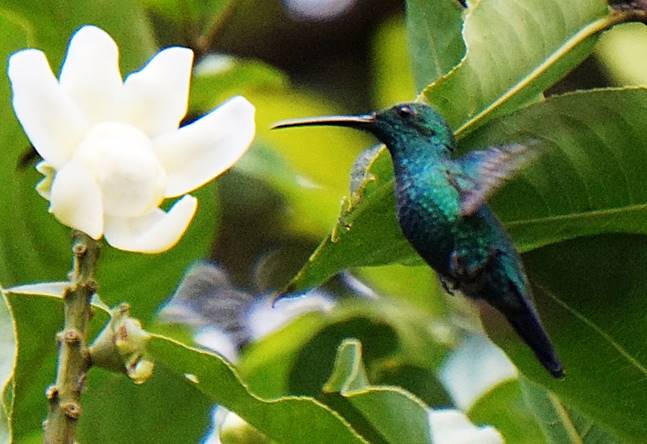Description: Description: Description: C:\Users\sadhu\Pictures\A-BIRDS_GG\Hummingbird-GG13.jpg