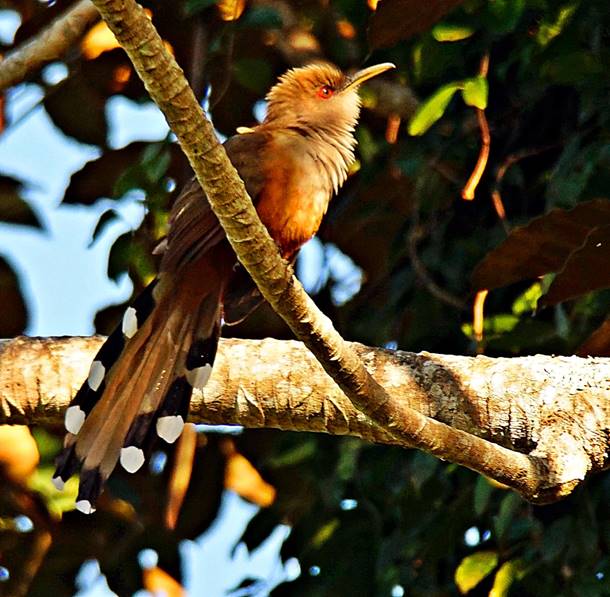 Description: Description: Description: C:\Users\sadhu\Pictures\A-BIRDS_GG\PBM-GG17.jpg