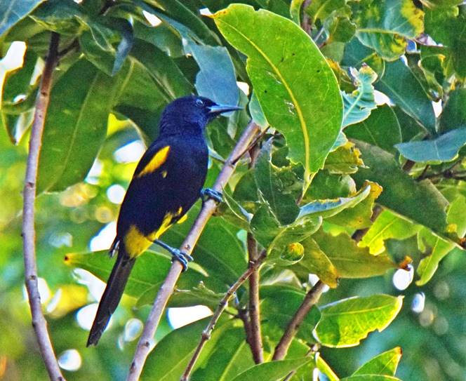 Description: Description: Description: C:\Users\sadhu\Pictures\A-BIRDS_GG\Calandria-GG15.jpg