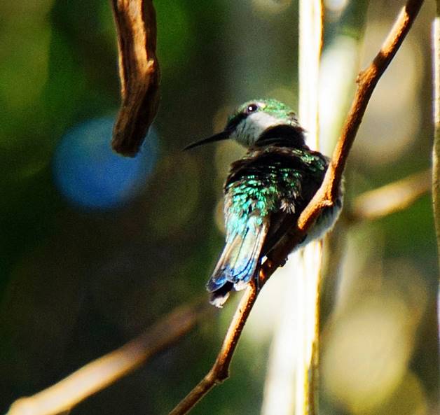 Description: Description: Description: C:\Users\sadhu\Pictures\A-BIRDS_GG\PR Emerald-GG3.jpg