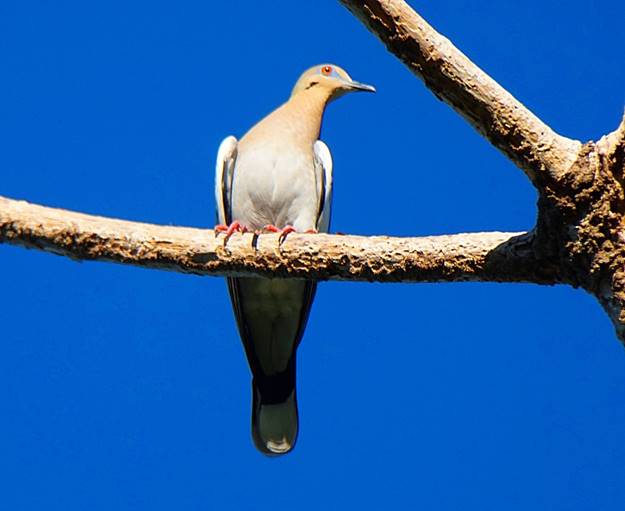 Description: Description: Description: C:\Users\sadhu\Pictures\A-BIRDS_GG\Tortola-Aliblanca-GG3.jpg