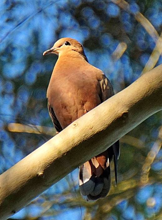 Description: Description: Description: C:\Users\sadhu\Pictures\A-BIRDS_GG\Cardosantera-7.jpg