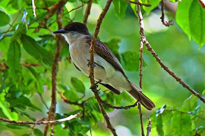 Description: Description: Description: C:\Users\sadhu\Pictures\A-BIRDS_GG\Clerigo-GG4.jpg