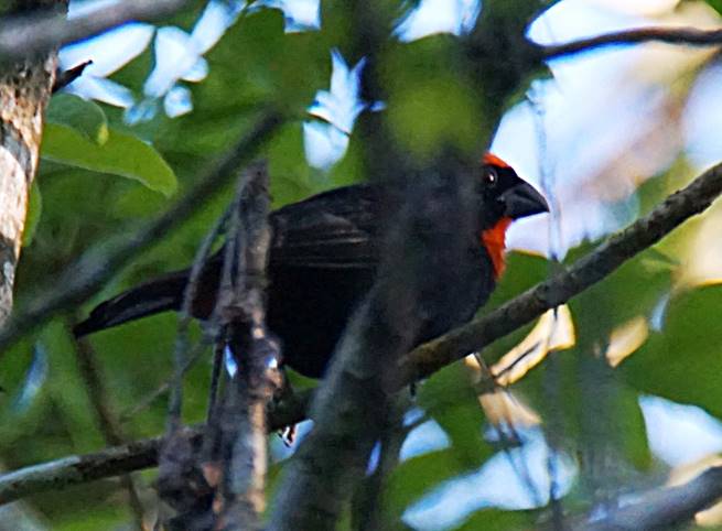 Description: Description: Description: C:\Users\sadhu\Pictures\A-BIRDS_GG\Comename-GG3 - Copy.jpg