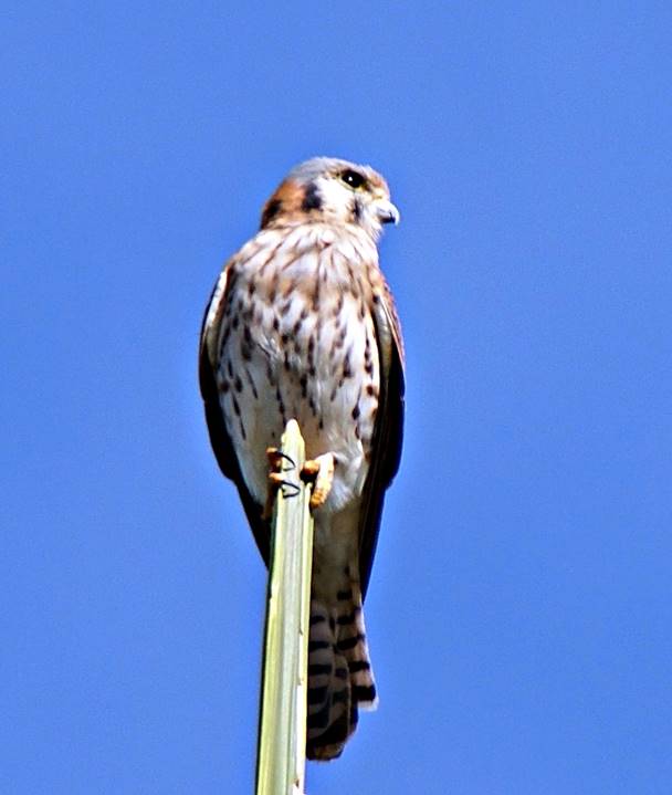 Description: Description: Description: C:\Users\sadhu\Pictures\A-BIRDS_GG\Falcon-GG16.jpg