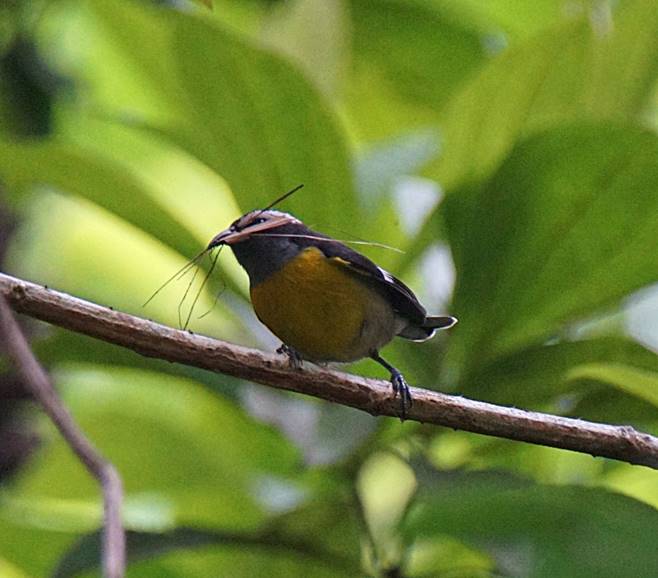 Description: Description: Description: C:\Users\sadhu\Pictures\A-BIRDS_GG\BananaquitNest-GG2.jpg