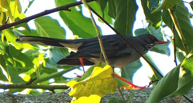 Description: Description: Description: C:\Users\sadhu\Pictures\A-BIRDS_GG\Zorzal-Patirojo-GG2.jpg