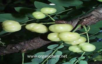 Grosella, Otaheite Gooseberry, Phyllantus acidus, www.organicfarm.net
