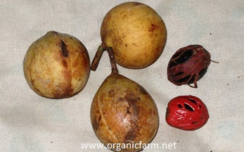 Nutmeg, Myristica fragrans, www.organicfarm.net